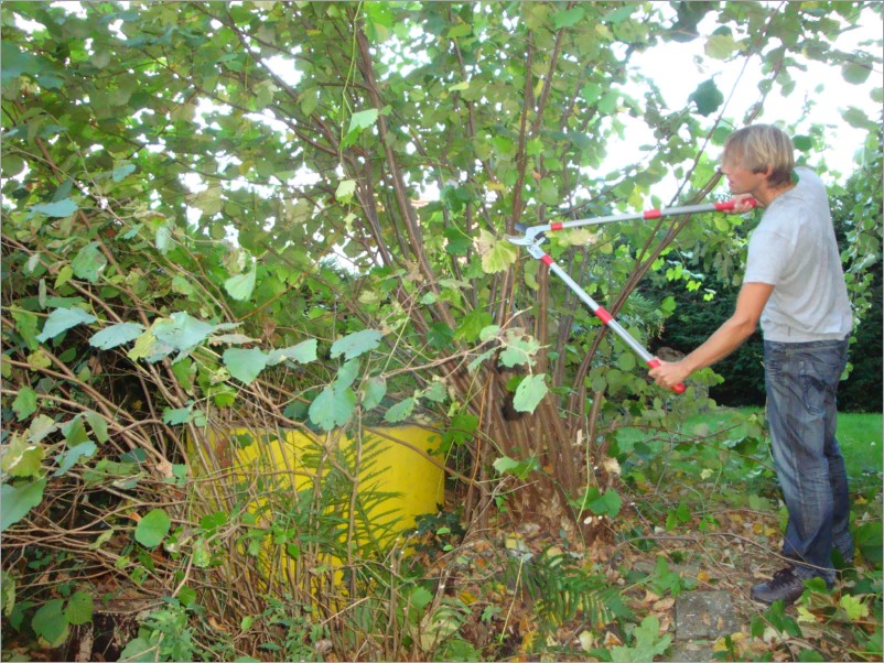 schnipp schnapp, weg mit dem 7m haselstrauch