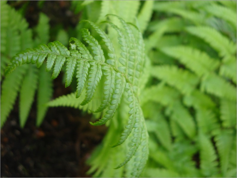 loads of fern all around - but we're lovin it ;)