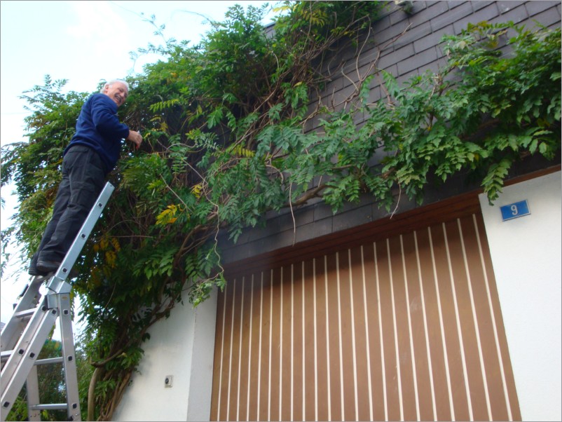 dad cutting the twigs growing into our house